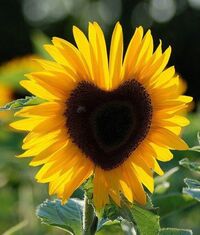 SunflowerMama428