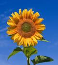 sunflower4444