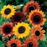sunflower_auryn