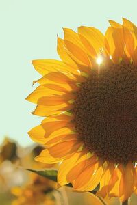 sunflower713