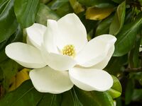 magnolia1932