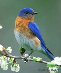 bluebirdbluebird