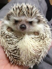 hangryhedgehog