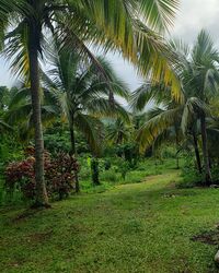 coconut_trees