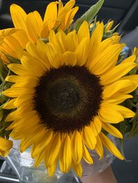 sunflower028
