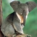 koalaphant