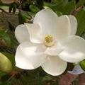 magnolia305