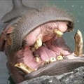 HippoTooth