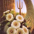 SaguaroBlossmom