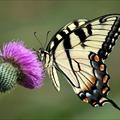 CitrusSwallowtail
