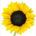 Sunflower555