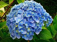 bluehydrangea17