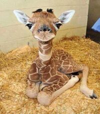 BabyGiraffe18