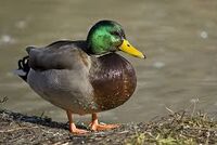 duckmay