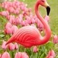 flamingosrpink