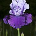 irismorning
